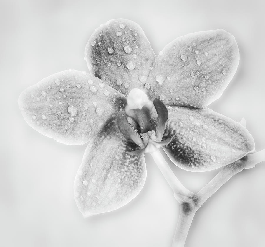 Pink Orchid Flower BW Photograph by Susan Candelario