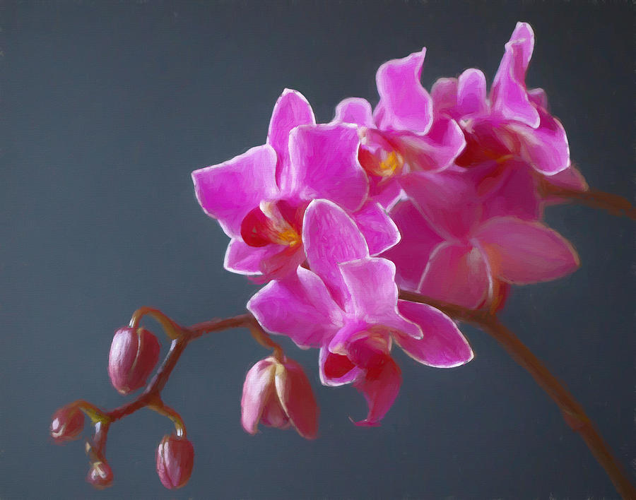 Pink Moth Orchid Spike Mixed Media by Deborah League