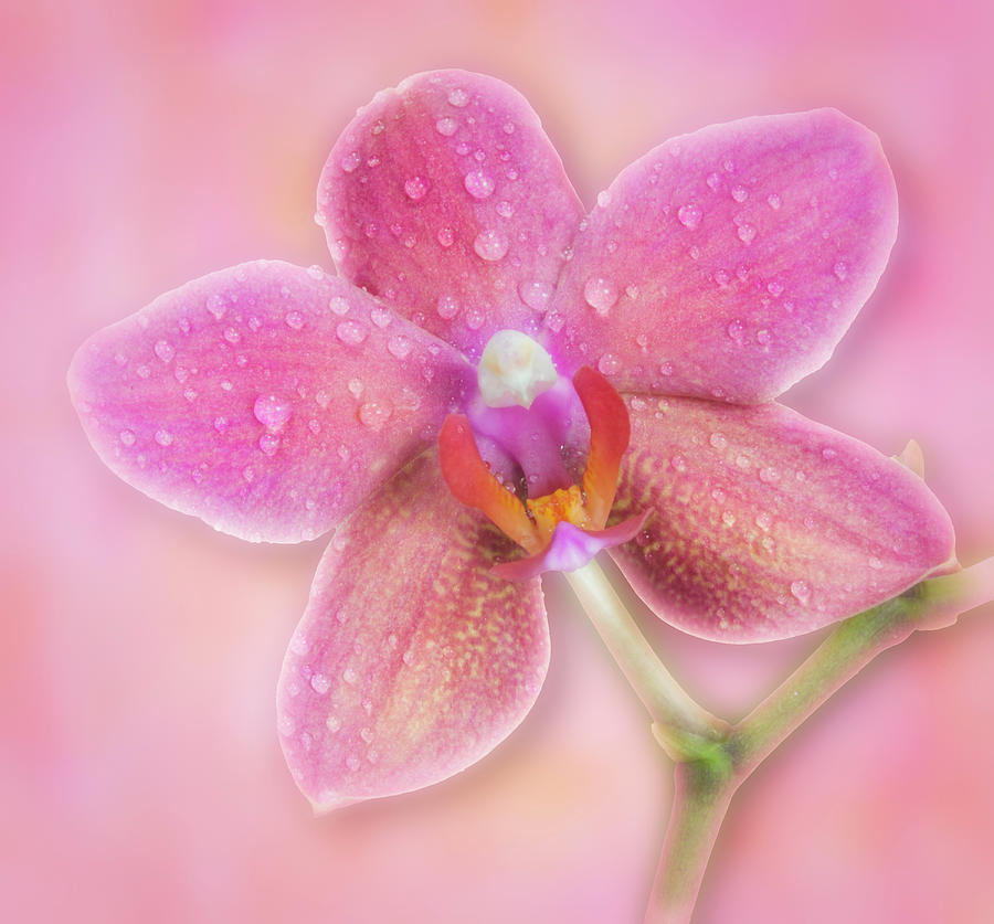 Pink Orchid Flower Photograph by Susan Candelario