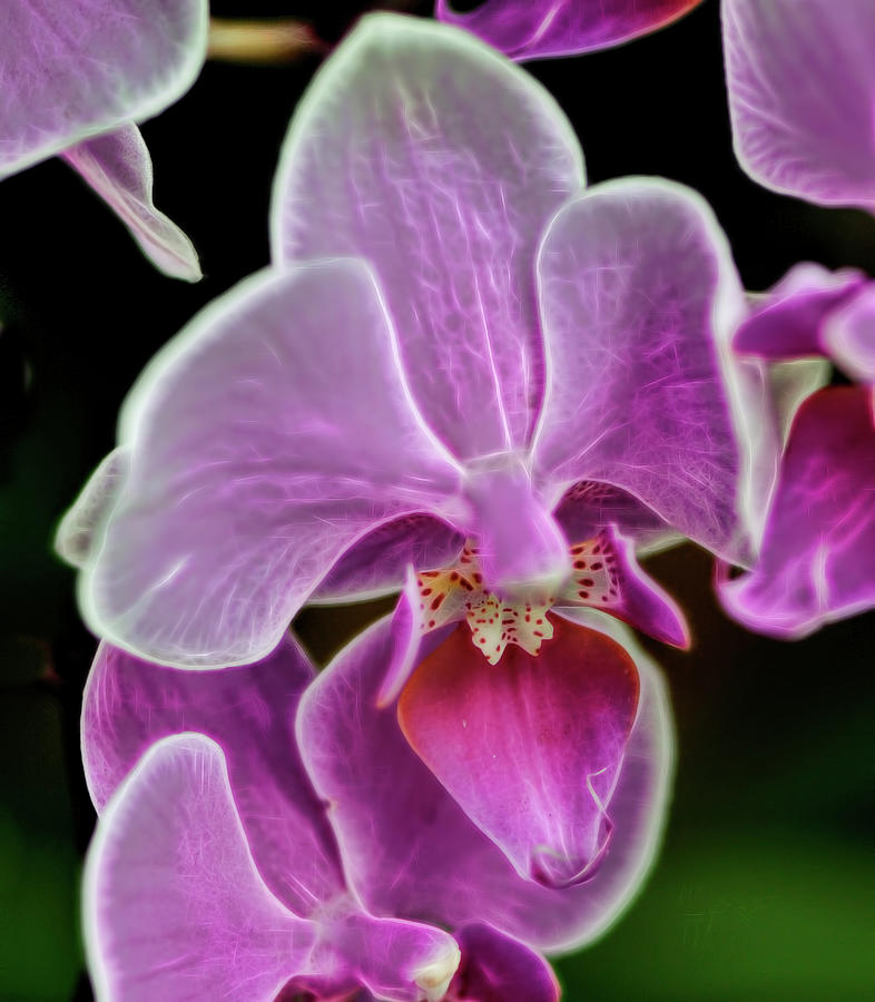 Pink orchid from Cuba Photograph by Cordia Murphy