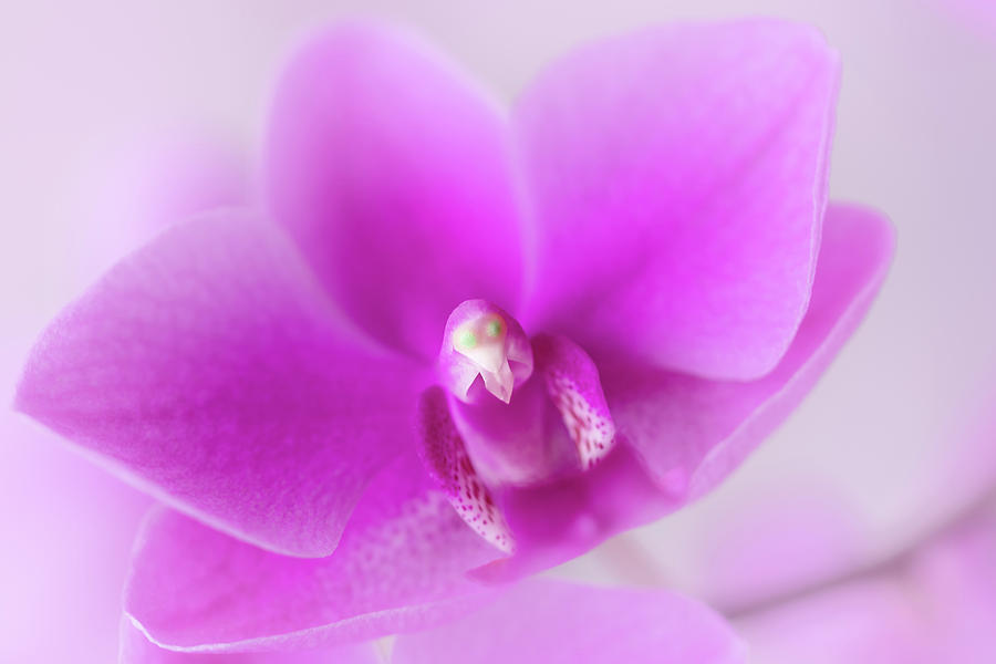 Pink orchid - macro. View of the stem Photograph by Cristina Stefan
