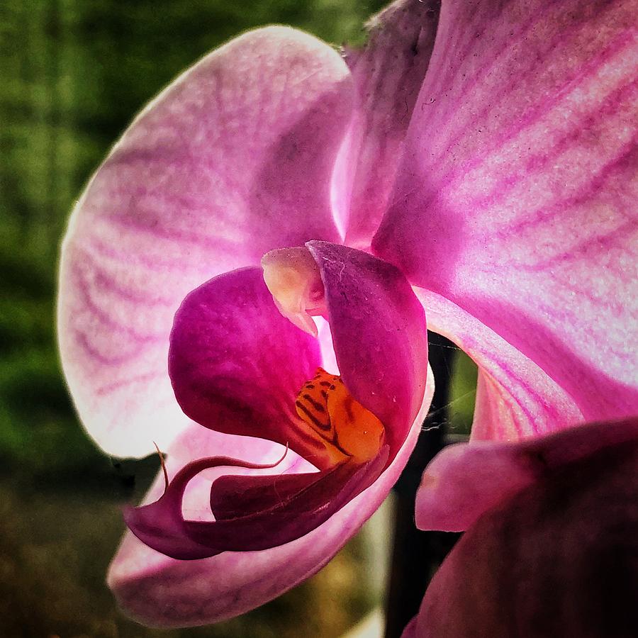Pink Orchid Photograph by Mark Egerton