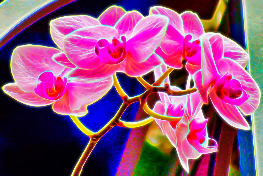 Pink Orchid  Photograph by Mark J Dunn