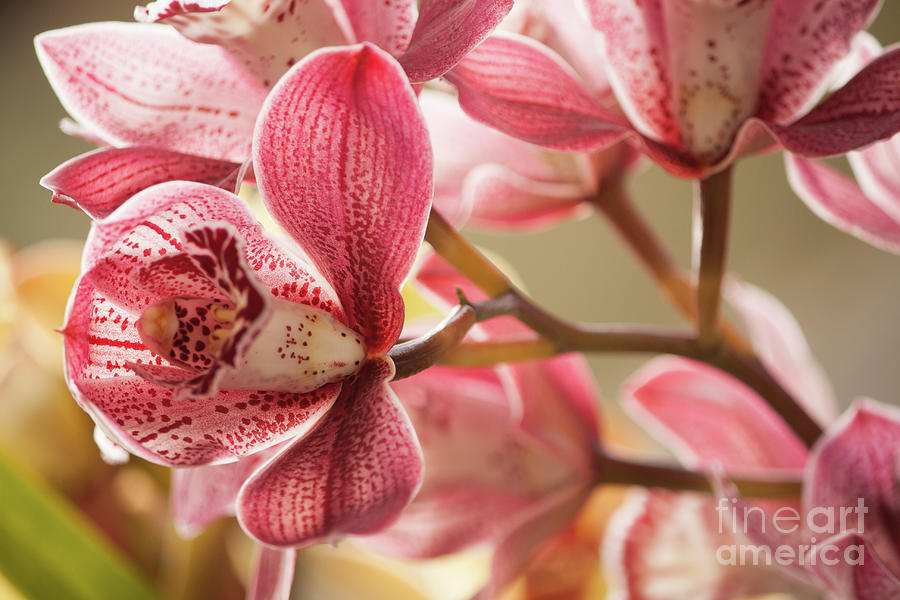 Pink Orchid Photograph by Nilesh Bhange