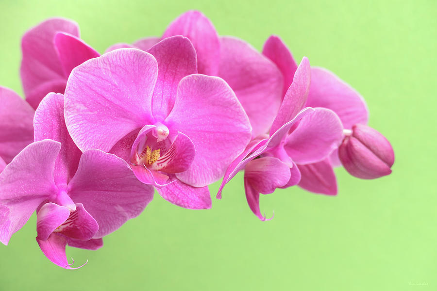 Pink Orchid on Green Photograph by Wim Lanclus