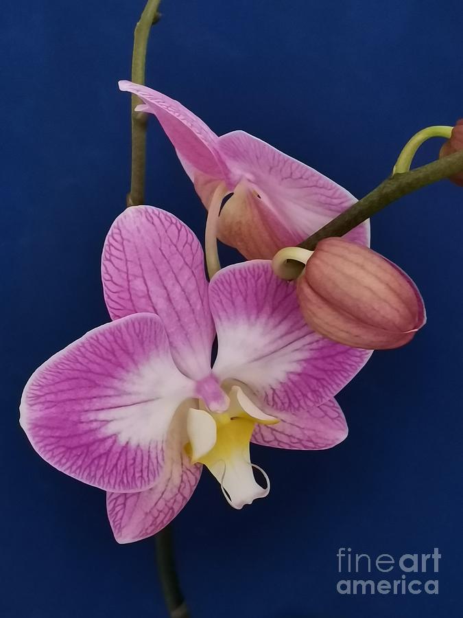 Pink orchid on navy background  Photograph by Natalia Wallwork