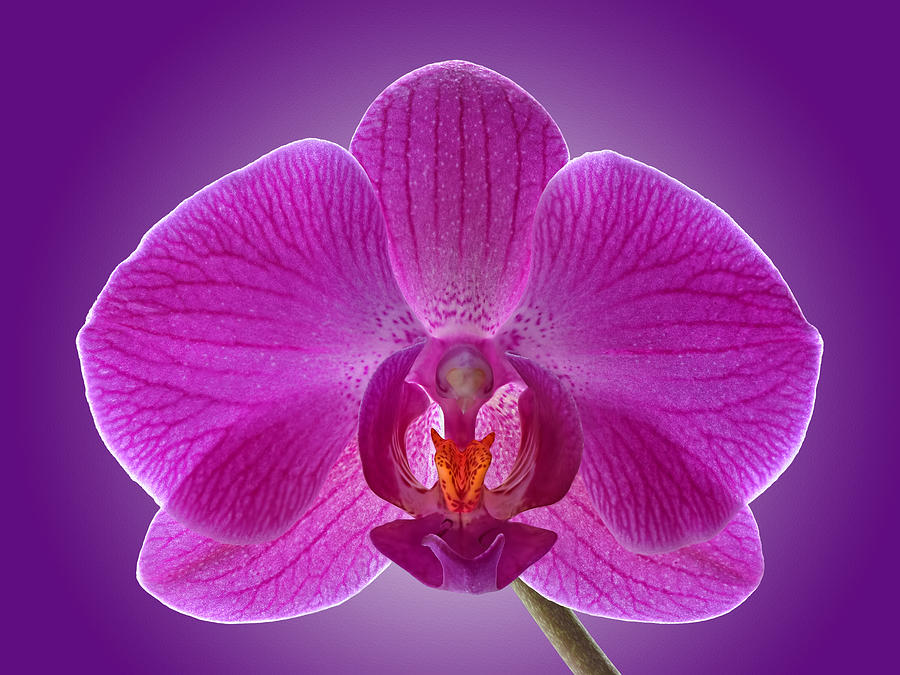 Pink Orchid on Purple Photograph by Gill Billington