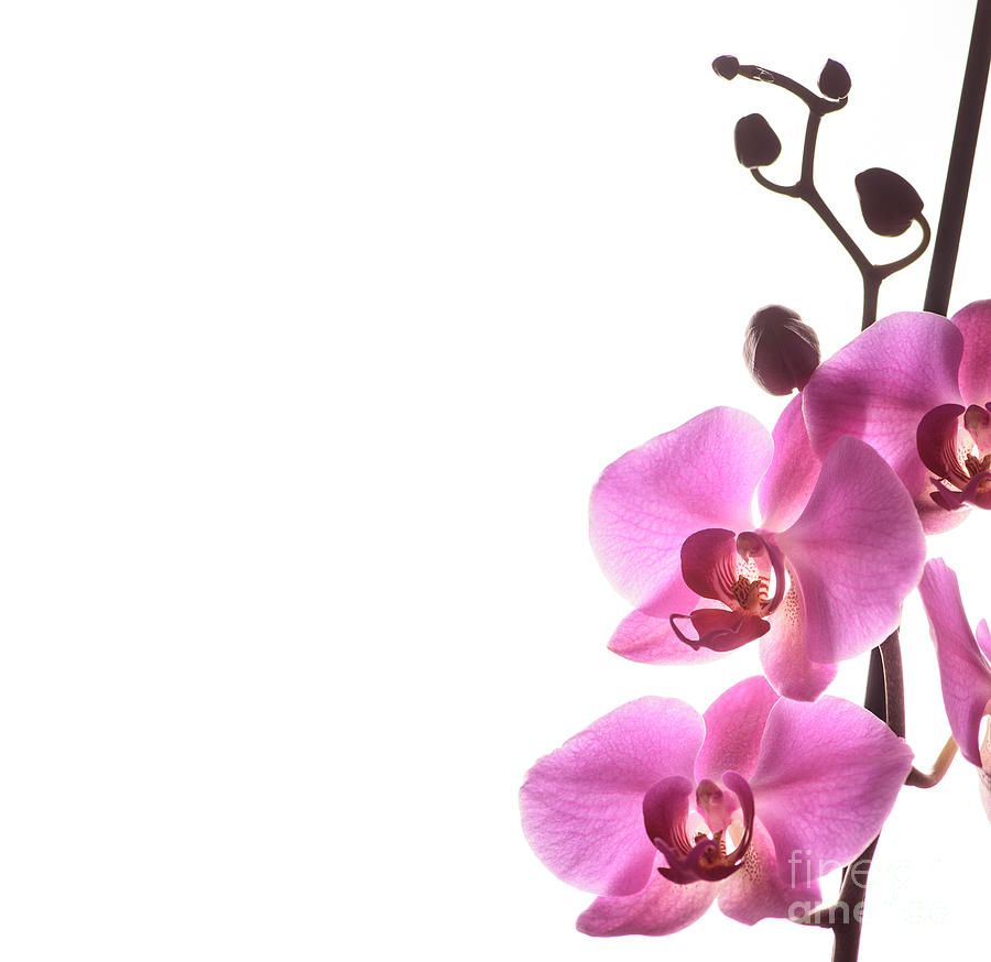 Pink orchid on white background Photograph by Jelena Jovanovic