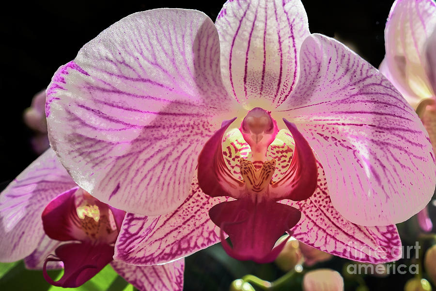 Pink Orchid Photograph by Steve Ondrus