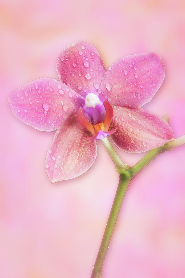 Pink Orchid  Photograph by Susan Candelario