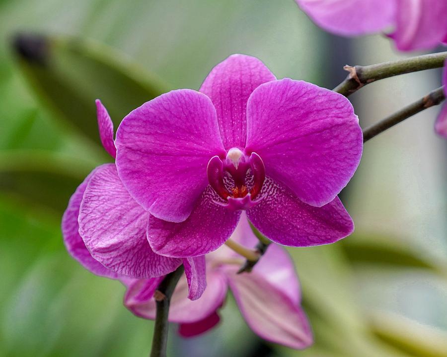 Pink Orchid Photograph by Susan Rydberg