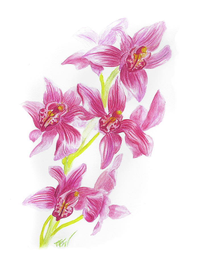 Pink Orchid Drawing by Tatiana Fess