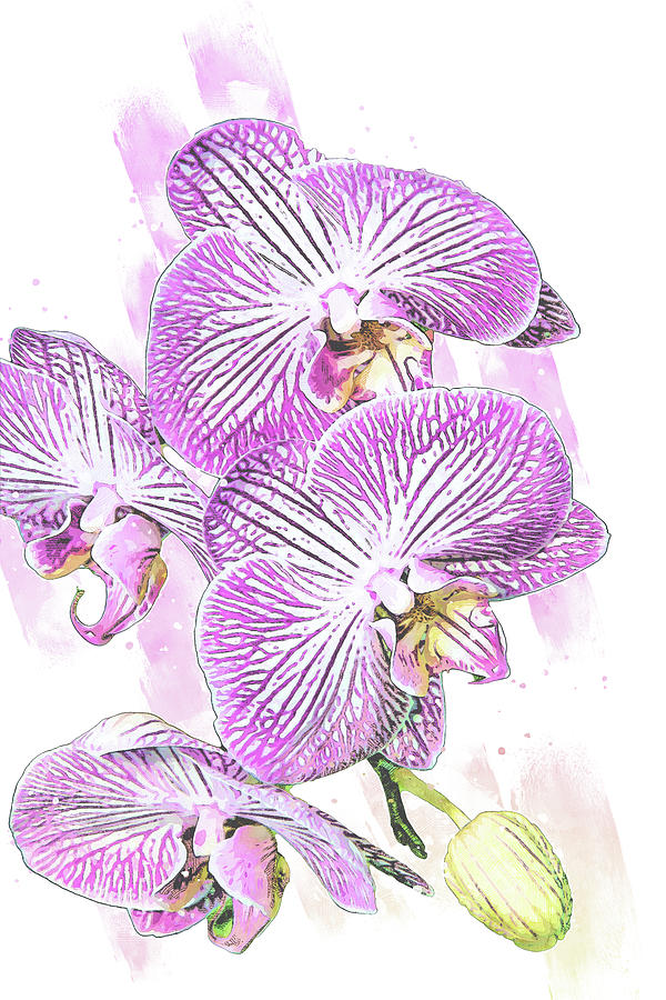 Pink Orchid WC Digital Art by Pamela Williams