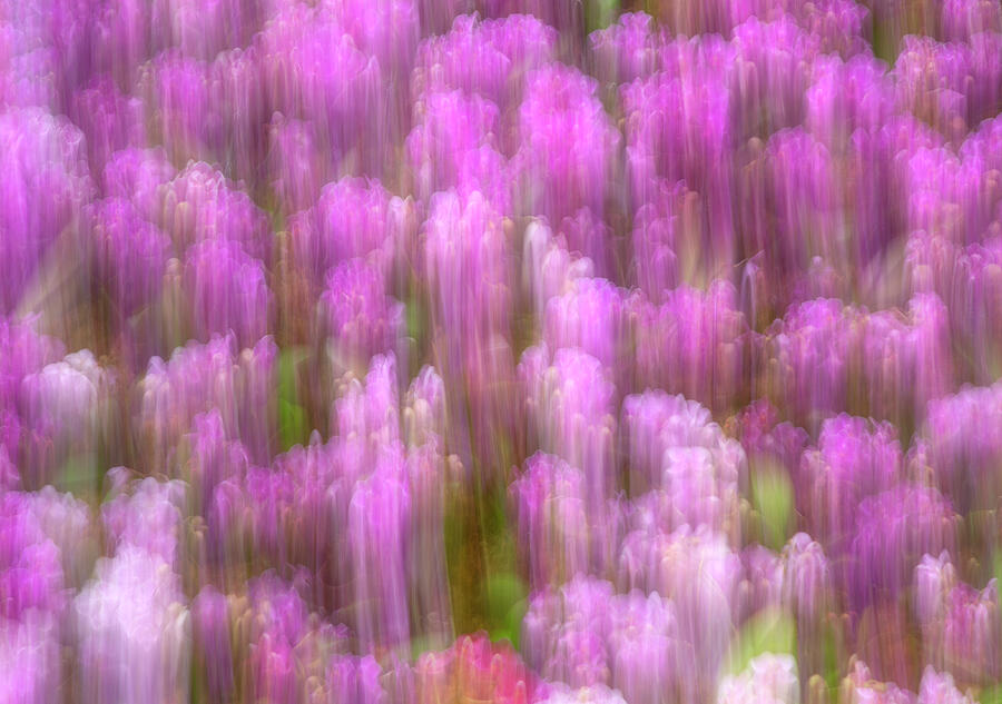 Abstract Photograph - Pink Orchids by Cate Franklyn