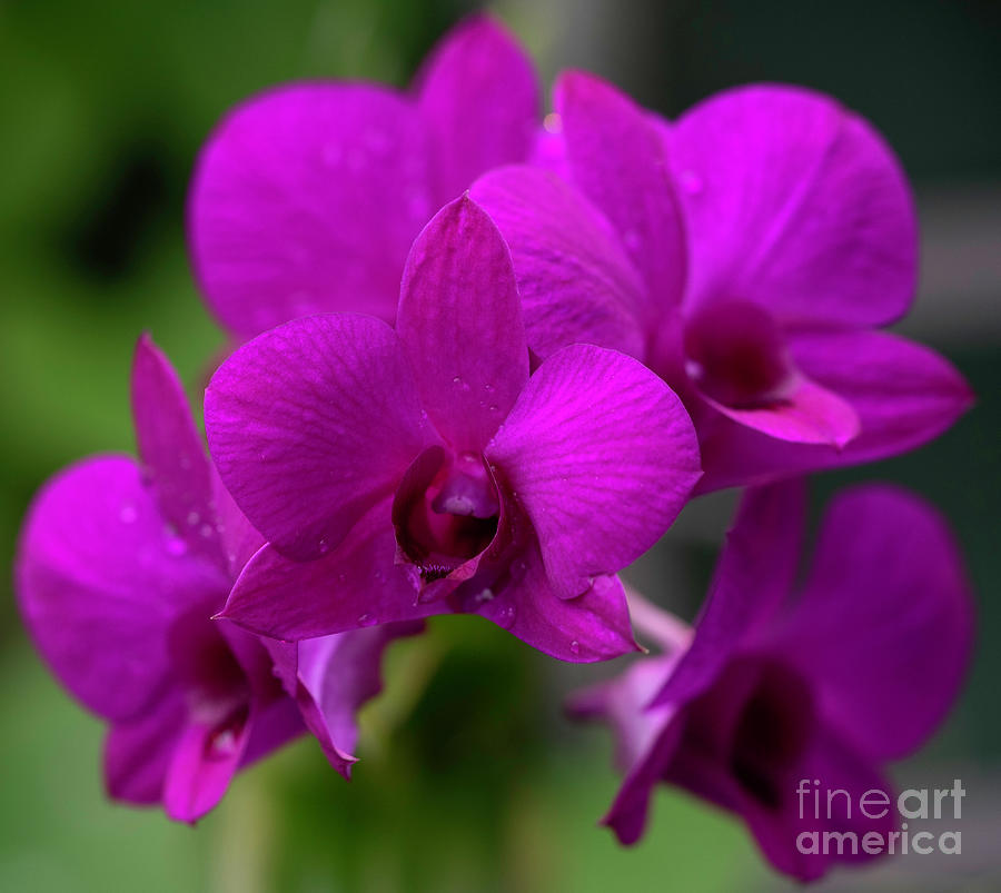 Pink Orchids Photograph by Cathy Donohoue