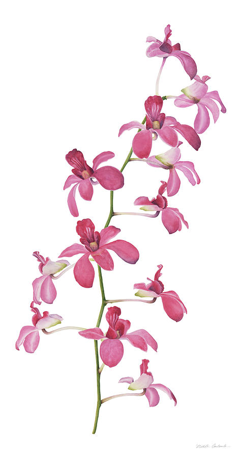 Pink Orchids II Painting by Nikita Coulombe