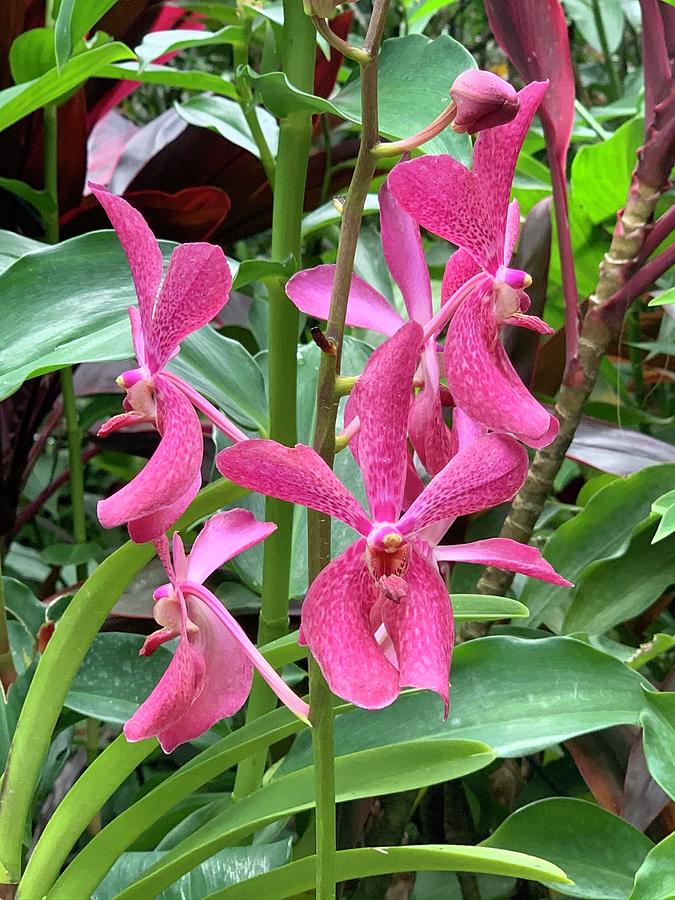 Pink orchids Photograph by Isabelle Seidner - Fine Art America