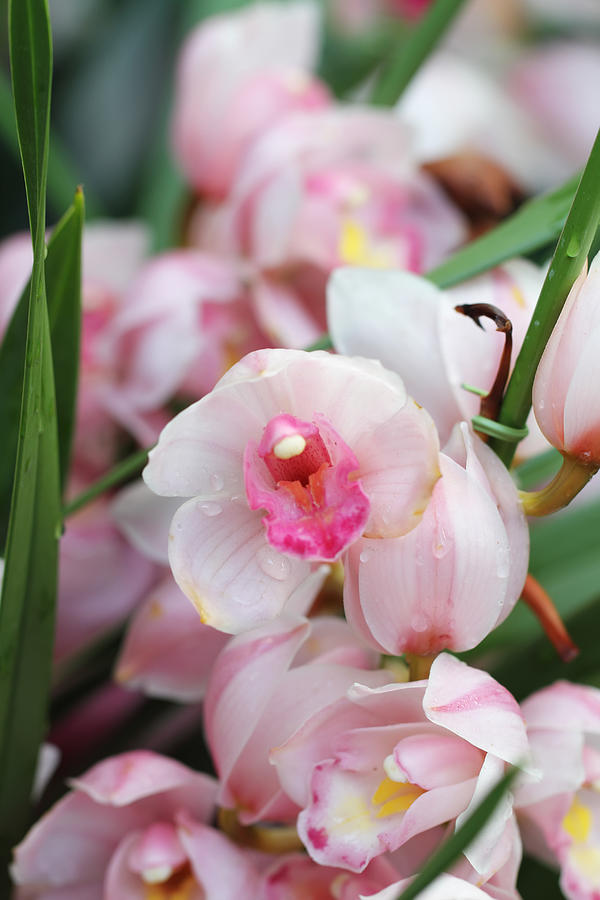 Pink Orchids Photograph by Kongdigital