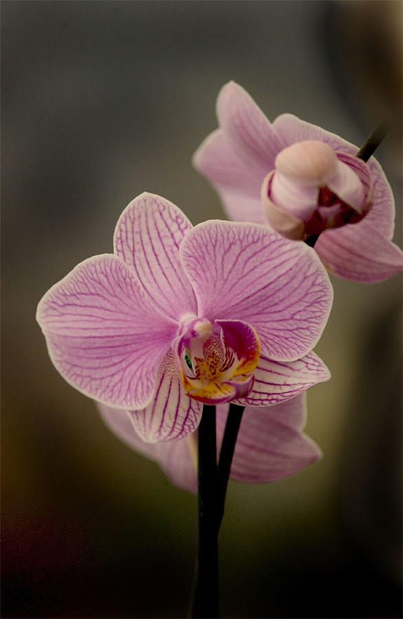 Pink Orchids Photograph by Michael Descher Pink Orchids Photograph by Michael Descher