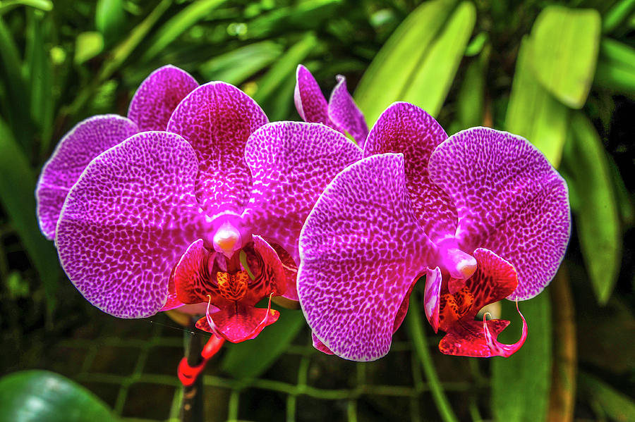 Pink Orchids Of Costa Rica Photograph
