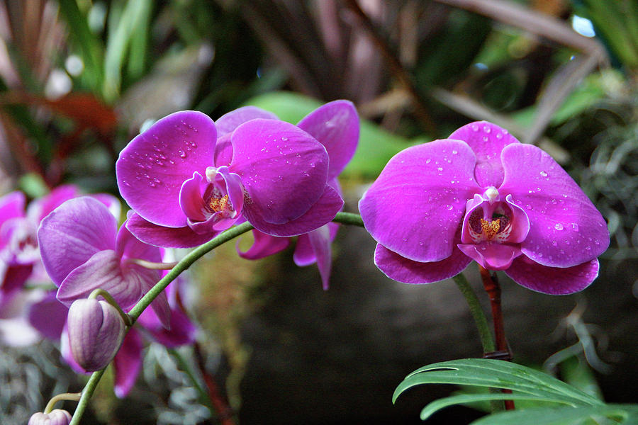 Pink Orchids Photograph by Sandy Keeton