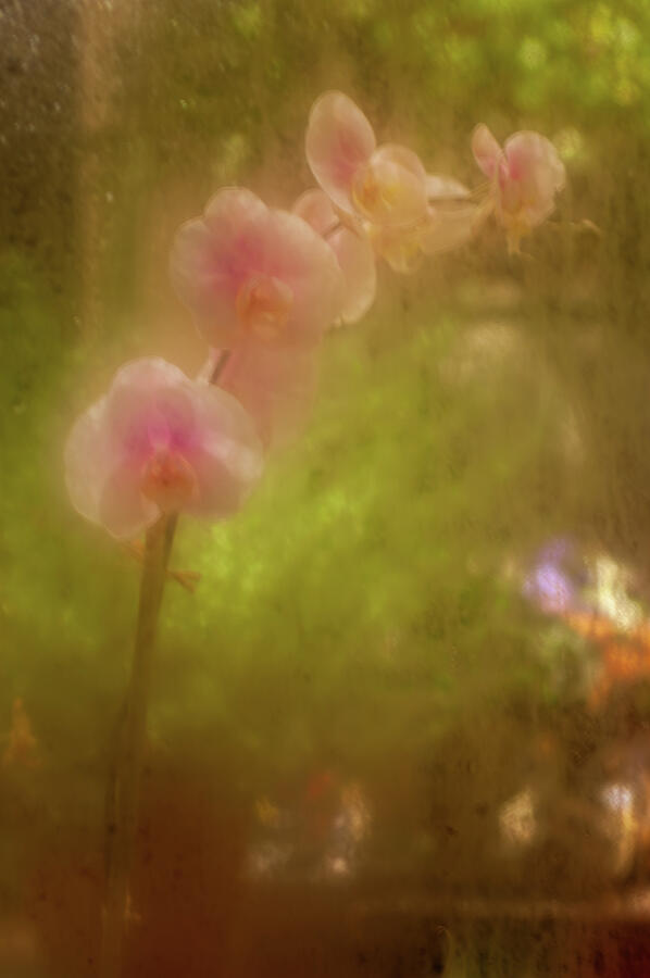 Pink Orchids seen through a foggy window Photograph by David Smith