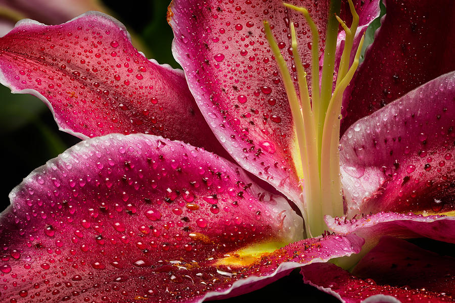 Pink Oriental Lily Photograph by Tom Grubbe