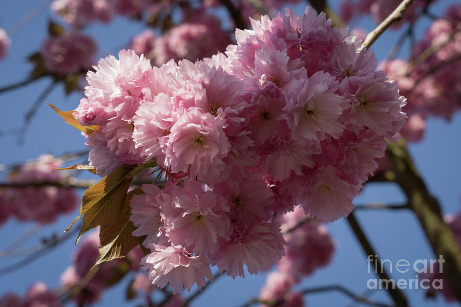 Pink Ornamental Cherry Blossoms And Blue Sky Photograph