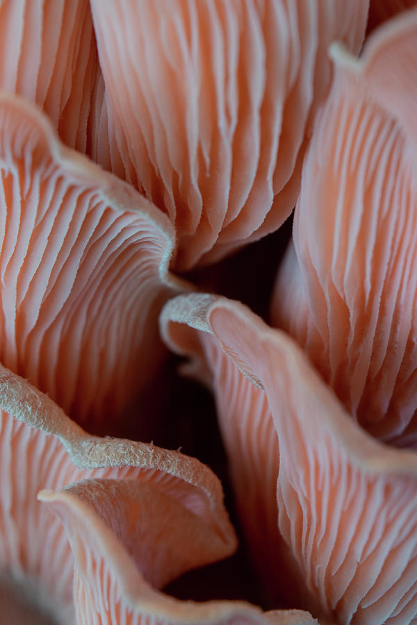 Pink Oyster Gills Photograph by Bonny Puckett