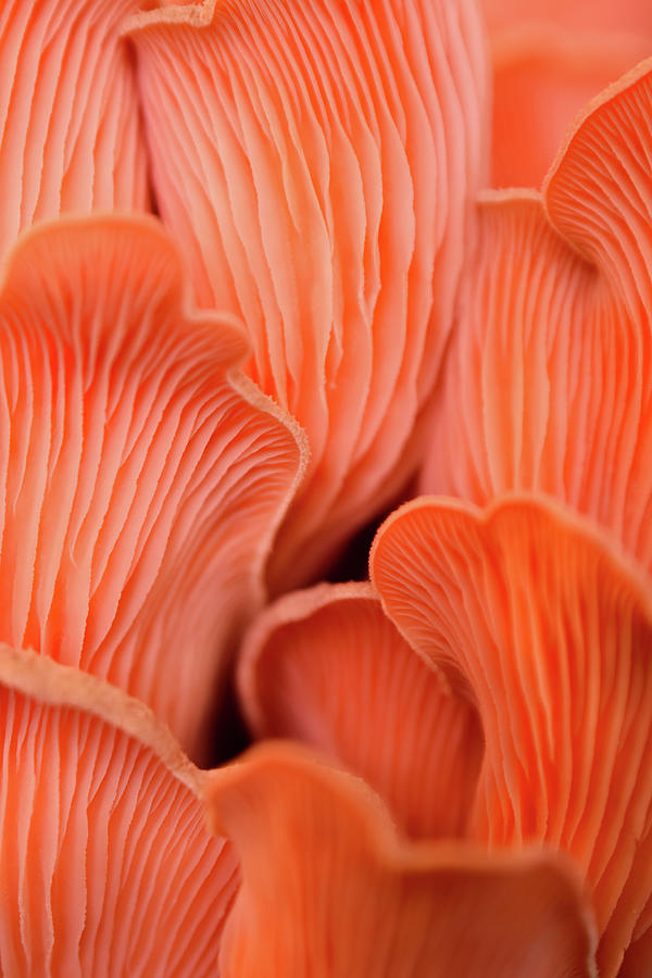 Pink Oyster Mushrooms Photograph by Bonny Puckett