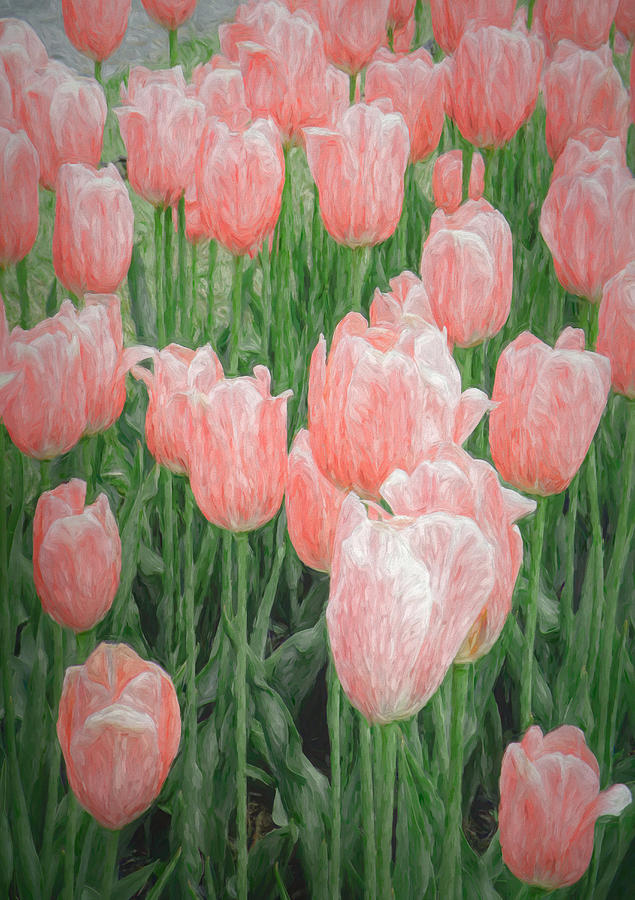 Pink Painted Tulips Mixed Media by Rosalie Scanlon