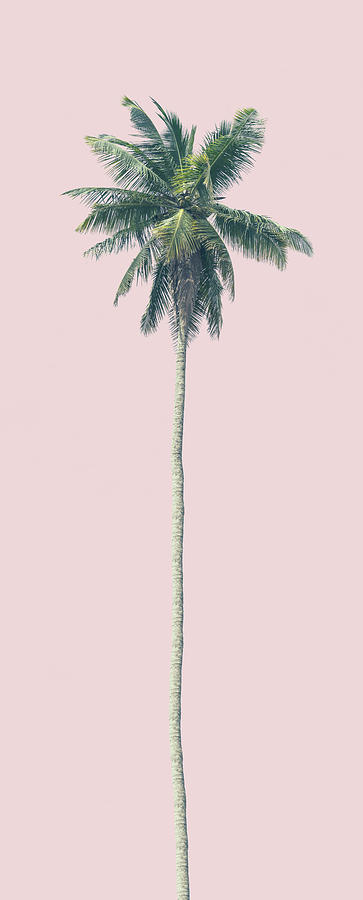 Nature Photograph - Pink Palm by Andrew Paranavitana