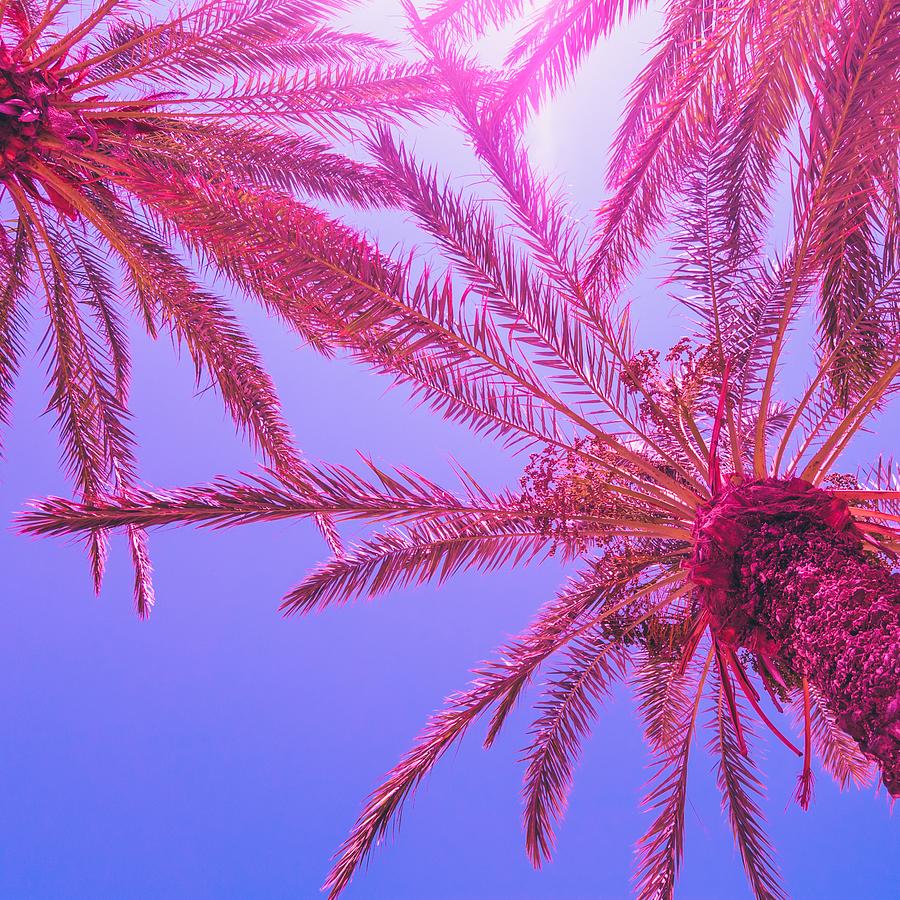 Pink Palm Trees on a Sunny Summer's Day Photograph by Leonardo Febraio ...