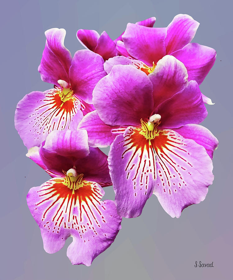 Pink Pansy Orchids Photograph by Susan Savad