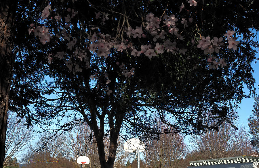 Pink Park Blossoms Photograph
