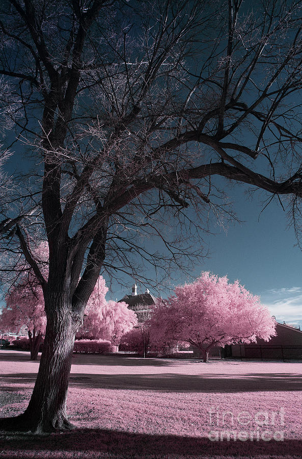 Pink Park Photograph by Russell Brown