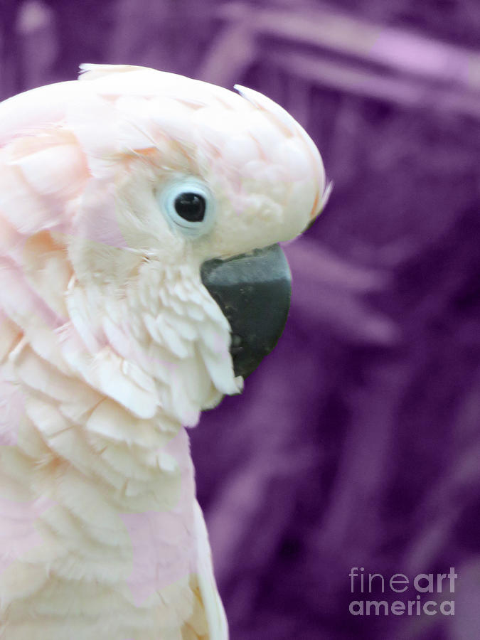 Pink Parrot Photograph