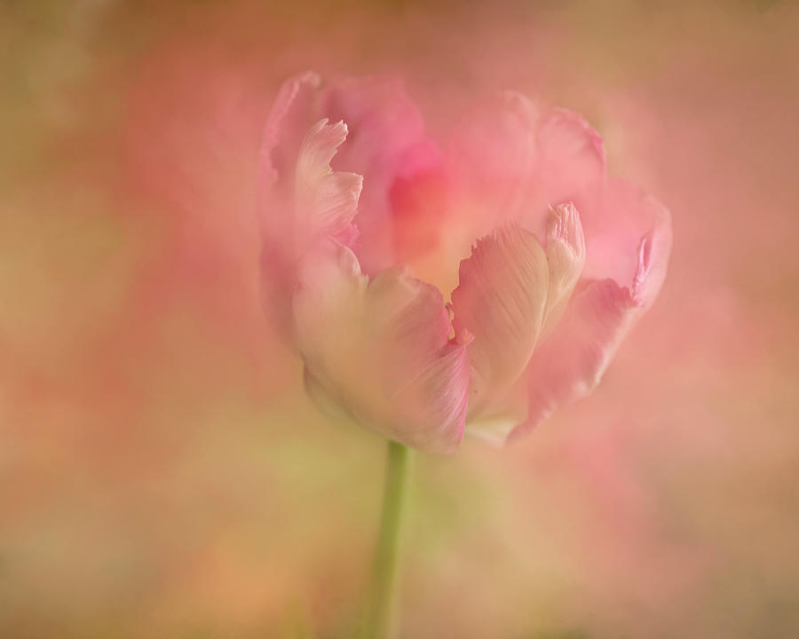 Pink Parrot Tulip Photograph by Ann Bridges