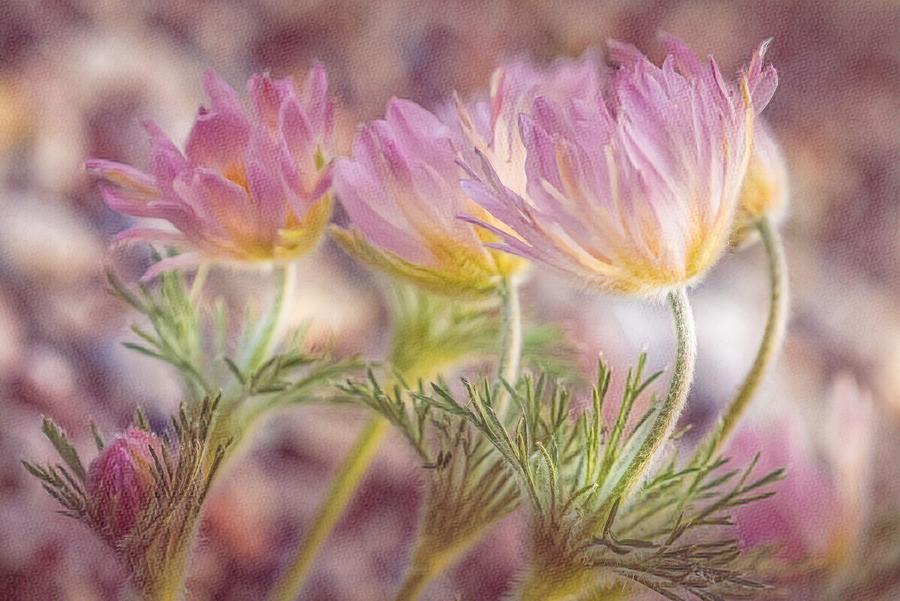 Pink Pasque Flowers Photograph by Susan Rydberg
