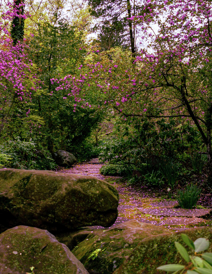 Sayen Gardens Photograph - Pink Path of Sayen Gardens by Kathy Libby