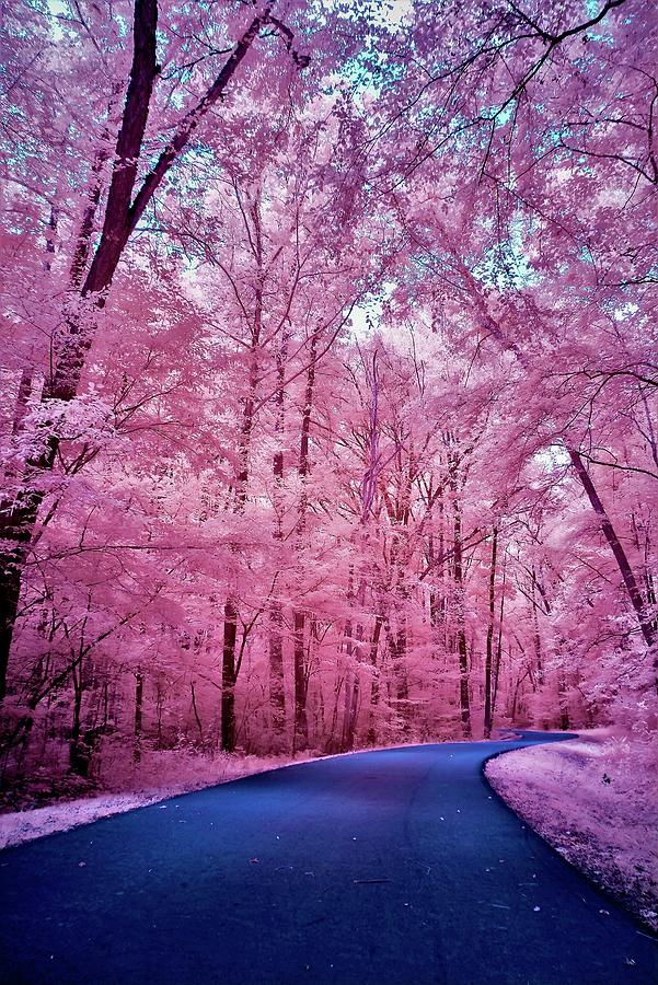 Pink Pathway #3-Infrared Photograph by Six Directions Photography ...