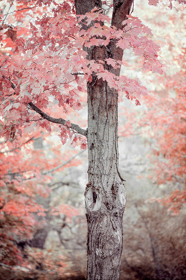 Pink, Peach and Coral Maple Tree Photograph by Brooke T Ryan