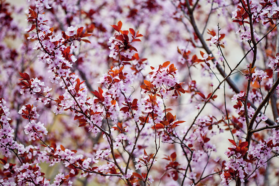 Pink Peach Flowers Background Photograph By Liss Art Studio