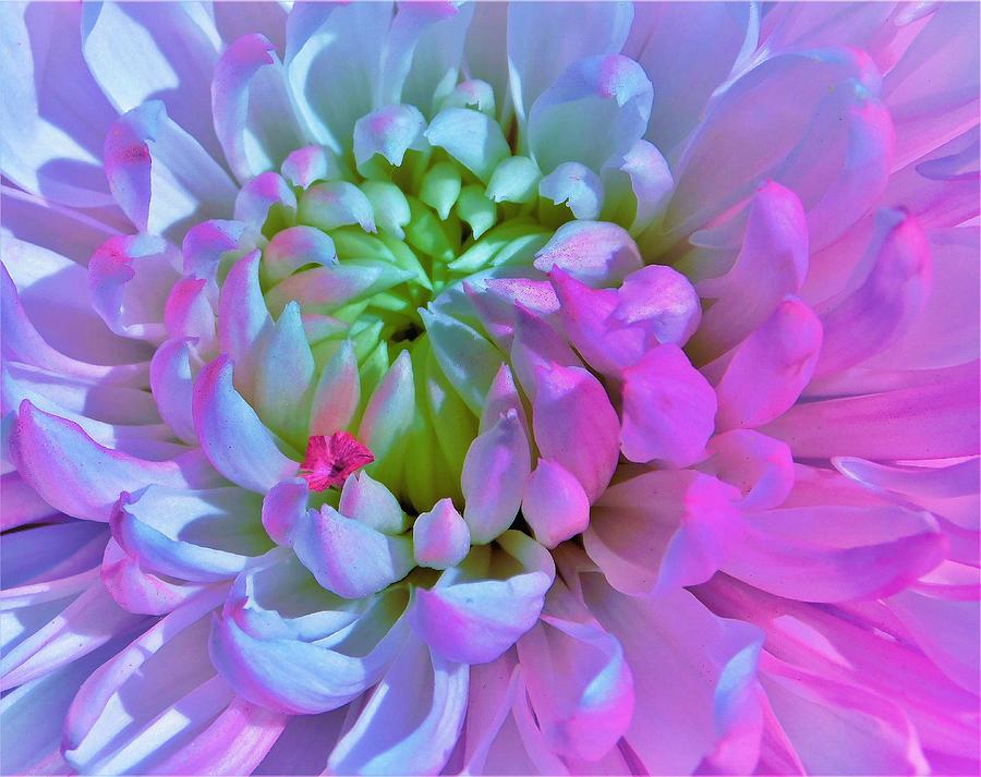 - Pink Pedal on a Dahlia Photograph by THERESA Nye