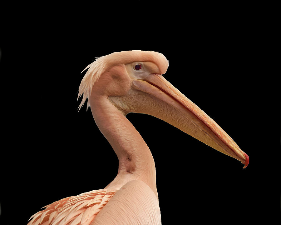Pink Pelican Photo 172 Photograph by Lucie Dumas