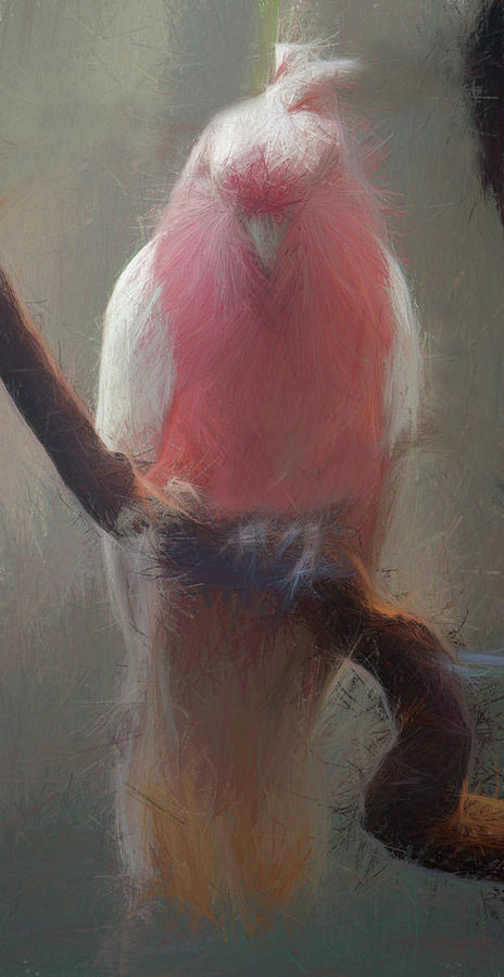 Pink Pencil Parrot Digital Art by Terry Cork