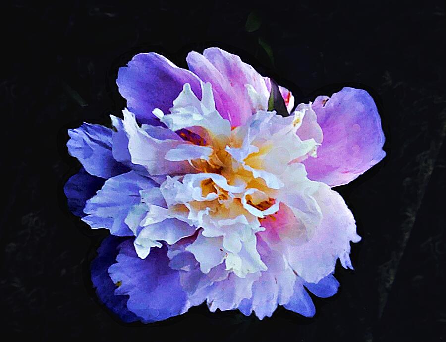 Pink Peonie Photograph by Rosie Lee Pink Peonie Photograph by Rosie Lee