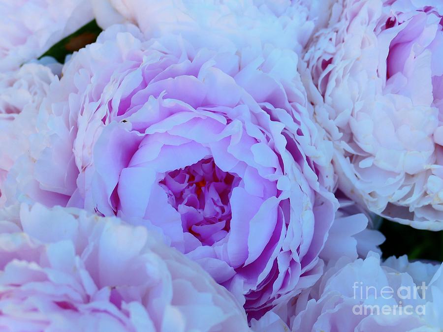 Pink Peonies Blossom Photograph by Jor Cop Images