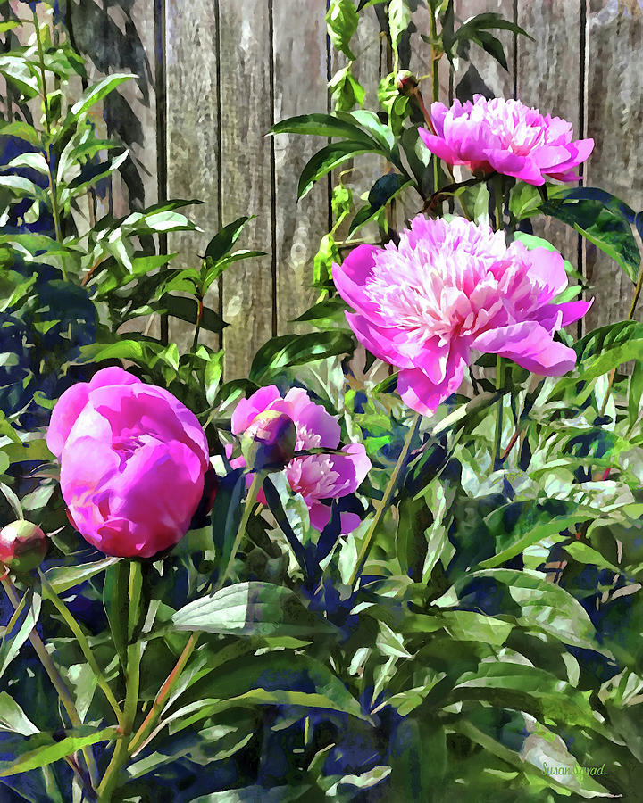 Pink Peonies By Stockade Fence Photograph by Susan Savad