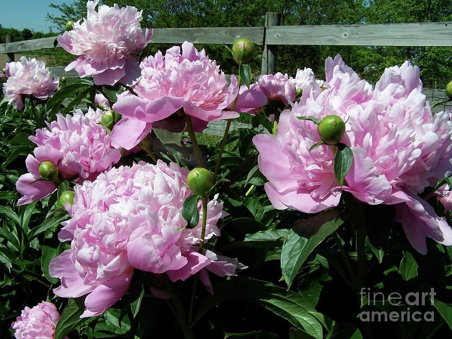 Pink Peonies by the Fence Photograph by Stephanie Weber
